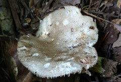 Russula eccentrica