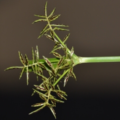 Cyperus sphacelatus