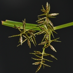 Cyperus sphacelatus