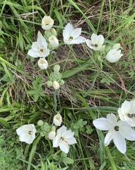 Ornithogalum arabicum