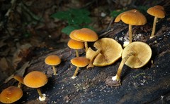 Phaeomarasmius proximans