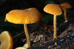 Phaeomarasmius proximans