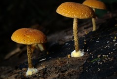 Phaeomarasmius proximans