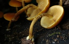 Phaeomarasmius proximans