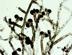 Vaucheria canalicularis