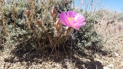 Micropuntia pulchella