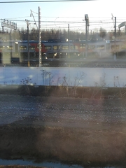 Heracleum sosnowskyi