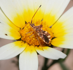 Centrocoris variegatus