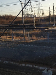 Phragmites australis