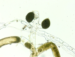 Vaucheria canalicularis