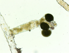 Vaucheria canalicularis