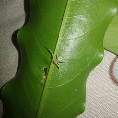 Thomisidae