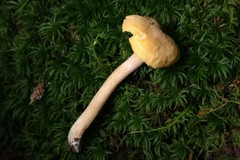 Cantharellus appalachiensis