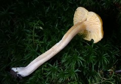 Cantharellus appalachiensis
