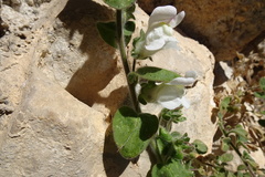Antirrhinum molle