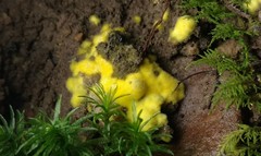 Pachyphlodes annagardnerae