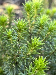 Phyllota squarrosa