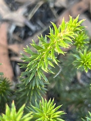 Phyllota squarrosa