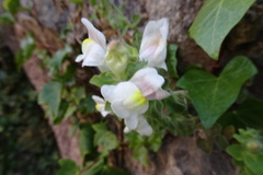 Antirrhinum molle