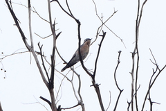 Chrysococcyx osculans