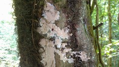 Ramaricium polyporoideum
