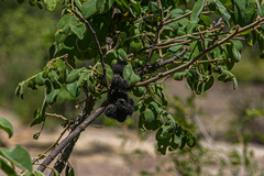 Dalbergia nitidula image