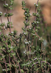 Thymus zygis gracilis
