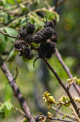 Dalbergia nitidula image