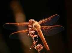 Libellula saturata