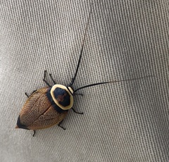 Ellipsidion reticulatum