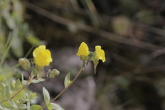 Linaria platycalyx