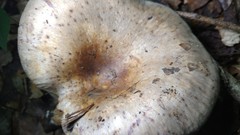 Lactarius uvidus