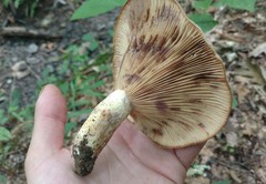 Lactarius uvidus