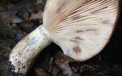 Lactarius uvidus