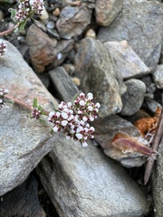 Corrigiola litoralis