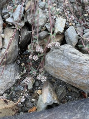 Corrigiola litoralis