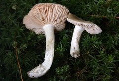 Entoloma