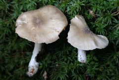 Entoloma