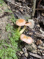 Gliophorus