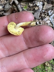 Gliophorus