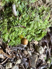 Gliophorus