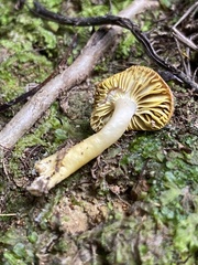 Gliophorus