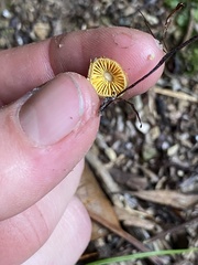 Gliophorus