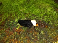 Oxypeltarion masoni