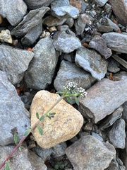 Corrigiola litoralis