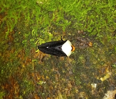 Oxypeltarion masoni