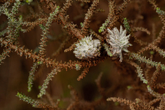 Schizomyia scheppigi