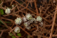 Schizomyia scheppigi