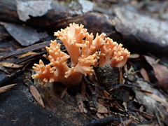 Ramaria anziana