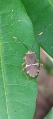Cletomorpha simulans